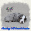 Moth ~ Toy Blue Merle Aussie Male