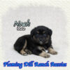 Noah ~ Small Mini Black Tri Aussie Male