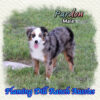 Pardon ~ Toy Blue Merle Aussie Male