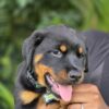 Rocky looking for great family