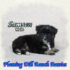 Samson ~ Small Mini Black Tri Aussie Male
