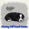 Spider ~ Toy Black Tri Aussie Male