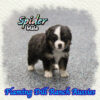 Spider ~ Toy Black Tri Aussie Male