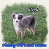 Stroll ~ Toy Blue Merle Aussie Male