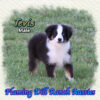 Tevis ~ Toy Blue Eyed Black Tri Aussie Male