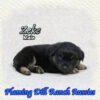 Zeke ~ Small Mini Black Tri Aussie Male