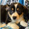 Cowboy Corgi