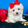 Cupid the Maltipoo