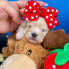 Cheeto the Maltipoo