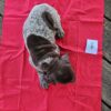German shorthaired pointers