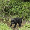 AKC black lab