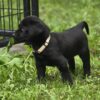 AKC black lab female