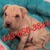 Male Shar-Pei Pup Ready To Go