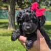 Miniature Goldendoodle