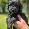 Miniature Goldendoodle