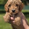 Miniature Goldendoodles