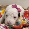 Mini Sheepadoodle