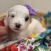 Mini Sheepadoodle