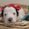 Mini Sheepadoodle