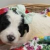 Mini Sheepadoodle