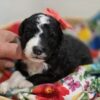 Mini Sheepadoodle