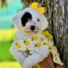 Mini Portidoodle Girl