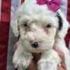 Mini Sheepadoodle