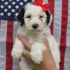 Mini Sheepadoodle