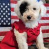 Mini Portidoodle Girl