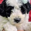 Mini Sheepadoodle