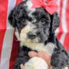 Mini Sheepadoodle