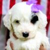 Mini Sheepadoodle