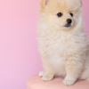 Cream pomeranian