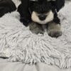 2 females and 3 males beautiful puppy’s Schnauzer!!
