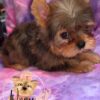 Sable Merle Yorkshire Terrier