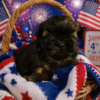 Shih Tzu boy