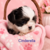 Shih tzu girl