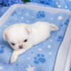Shih Tzu boy