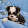 Shih Tzu boy