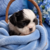 Shih Tzu boy