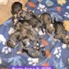 Saint Bernese  Hybrid Pups