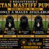 REGISTERED TIBETAN MASTIFF PUPPIES