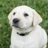 Male Yellow AKC Registered Labrador Retriever- Green Collar