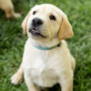 Yellow Male AKC Registered Labrador Retriever- Cyan Collar