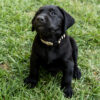 Black Female AKC Registered Labrador Retriever (Silver Collar)