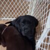 Labrador