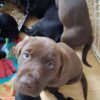Labrador