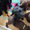 Labrador