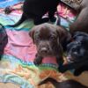 Labrador