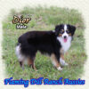 Dior ~ Champion Toy Blue Eyed Black Tri Aussie Male